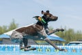 German shorthair pointer about to land in a pool