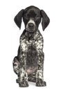 German Shorthaired Pointer, 10 weeks old