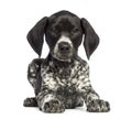 German Shorthaired Pointer, 10 weeks old, lying