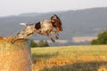 German shorthaired pointer Royalty Free Stock Photo