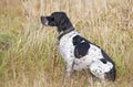 German Shorthaired Pointer Royalty Free Stock Photo