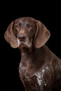 German Shorthaired Pointer