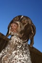 German Shorthaired Pointer.