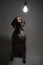 German Shorthaired Pointer. Royalty Free Stock Photo