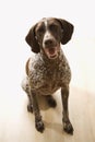 German Shorthaired Pointer