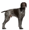 German Shorthaired Pointer, 3 years old Royalty Free Stock Photo