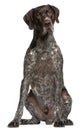 German Shorthaired Pointer, 3 years old, sitting Royalty Free Stock Photo
