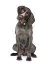 German Shorthaired Pointer (4 years)