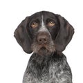 German Shorthaired Pointer (4 years)