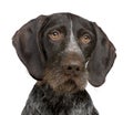 German Shorthaired Pointer (4 years)