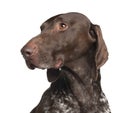 German Shorthaired Pointer, 4 years old