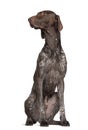 German Shorthaired Pointer, 4 years old, sitting Royalty Free Stock Photo