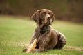 German Shorthaired Pointer