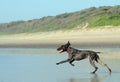 German Shorthaired Pointer