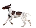 German Shorthaired Pointer Royalty Free Stock Photo