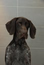 German shorthaired pointer in a bathtub Royalty Free Stock Photo