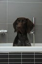 German shorthaired pointer in a bathtub Royalty Free Stock Photo