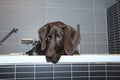 German shorthaired pointer in a bathtub Royalty Free Stock Photo