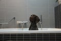 German shorthaired pointer in a bathtub Royalty Free Stock Photo