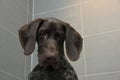 German shorthaired pointer in a bathtub Royalty Free Stock Photo