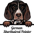 German Shorthaired Pointer - Color Peeking Dogs - dog breed. Color image of a dogs head isolated on a white background Royalty Free Stock Photo