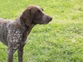 German Shorthaired Pointer, copy space. Pointing dog, hunting breed Royalty Free Stock Photo