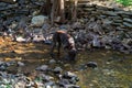 German Shorthaired Pointer dog drinking from a stream Royalty Free Stock Photo