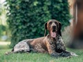 German shorthaired pointer dog resting at garden. Royalty Free Stock Photo