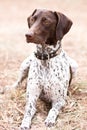 German shorthaired pointer dog sitting in field Royalty Free Stock Photo