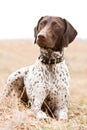 German shorthaired pointer dog sitting in field Royalty Free Stock Photo