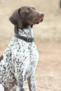 German shorthaired pointer dog sitting in field