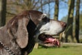 German shorthaired pointer, female Royalty Free Stock Photo