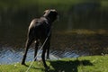 German shorthaired pointer, female on the waterside Royalty Free Stock Photo