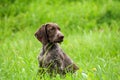 German shorthaired pointer, german kurtshaar one brown spotted puppy photo in profile Royalty Free Stock Photo