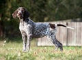 German shorthaired pointer, german kurtshaar one brown spotted puppy standing on a green grass