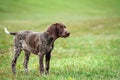 German shorthaired pointer, german kurtshaar one brown spotted puppy tranquility, calm look Royalty Free Stock Photo