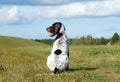 German shorthaired pointer, german kurtshaar one spotted puppy Royalty Free Stock Photo