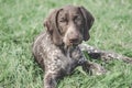 German Shorthaired Pointer, German kurtshaar one spotted puppy lying on green grass