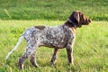 German shorthaired pointer, german kurtshaar one spotted puppy stand up Royalty Free Stock Photo