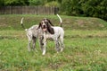 German shorthaired pointer, german kurtshaar two puppies