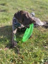 German Shorthaired Pointer with green frisbee