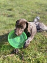 German Shorthaired Pointer with green frisbee