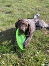 German Shorthaired Pointer with green frisbee