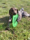 German Shorthaired Pointer with green frisbee