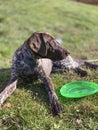 German Shorthaired Pointer with green frisbee