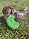 German Shorthaired Pointer with green frisbee