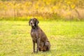 German Shorthaired Pointer, GSP dog looking to the left while sitting in a park during a summer day. The brown dog is Royalty Free Stock Photo