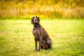 German Shorthaired Pointer, GSP dog looks at the camera in amazement while sitting in a park during a summer day. The Royalty Free Stock Photo