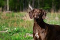 German shorthaired pointer hunter dog Royalty Free Stock Photo