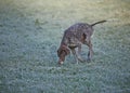 German shorthaired pointer - Hunter dog Royalty Free Stock Photo